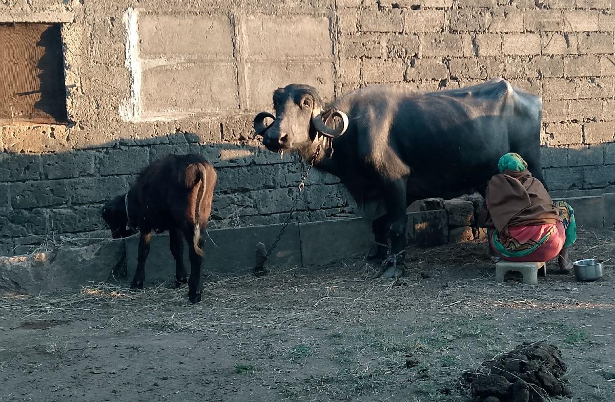 थंबनेल 2