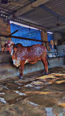 હોડકી વેચવાની છે