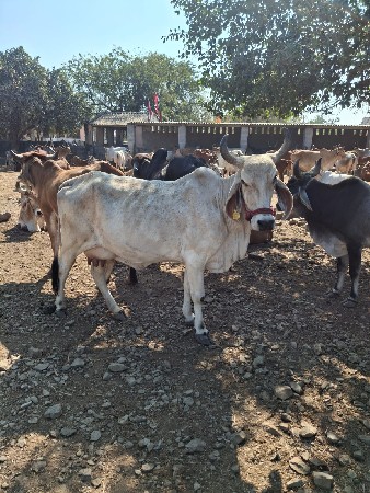 વીજય‌ મુછડીયા