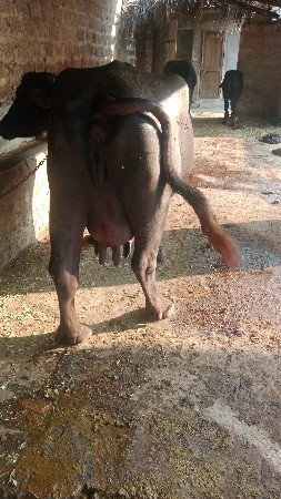 ભેંસ વેચવાની છે