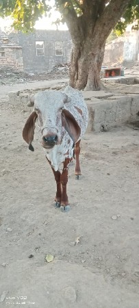 थंबनेल 3