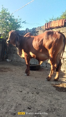 થંબનેલ 2