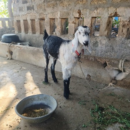 aa 2 bakari vechvani che