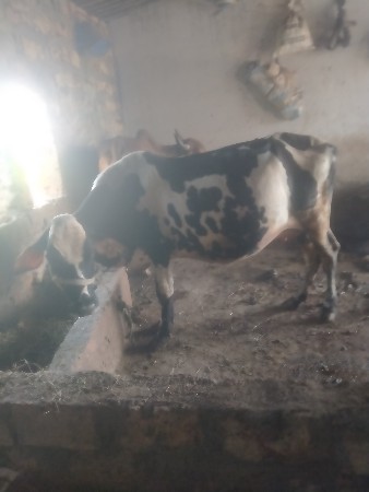 નાથુ ભાઇ વાઢેર