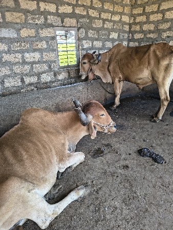 બળદ વેચવાના છે