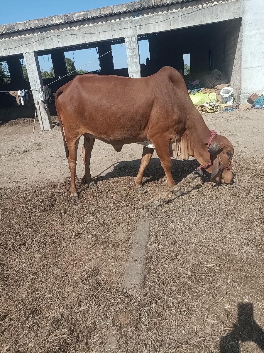 ગાય. પેલેવેતરા.  15કાચી.   છે.