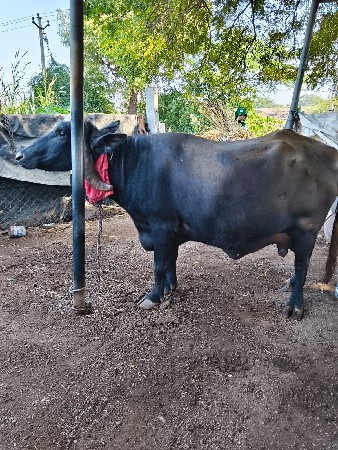 थंबनेल 3