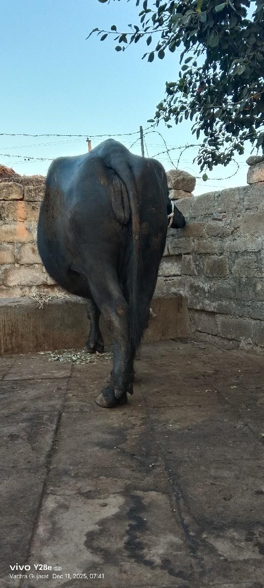 થંબનેલ 2