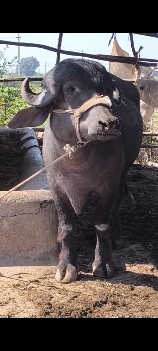 थंबनेल 3