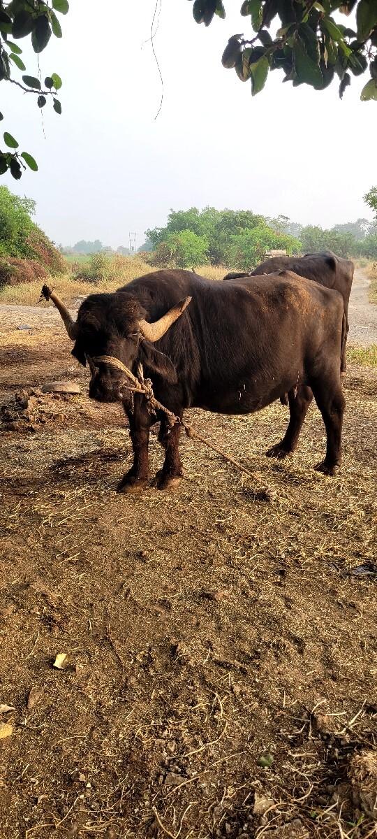 થંબનેલ 2