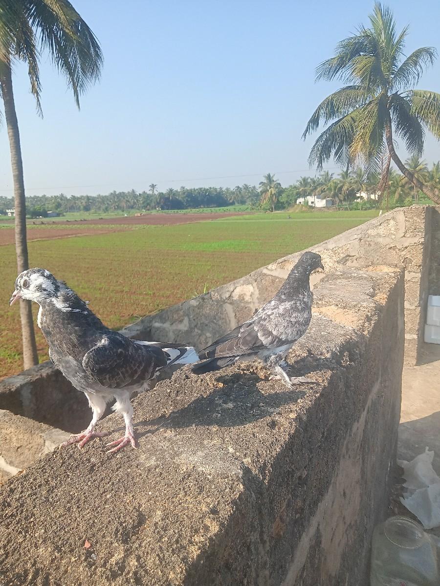 थंबनेल 2