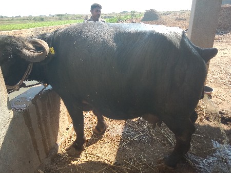 થંબનેલ 3