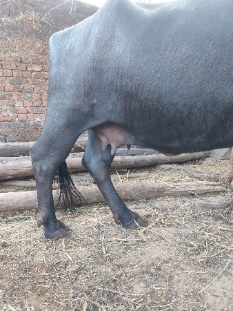 થંબનેલ 3