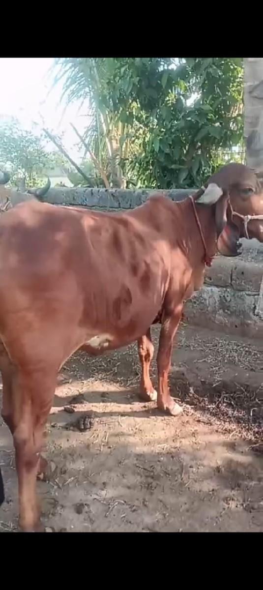 ગીર હોડકી વેસવાની સે