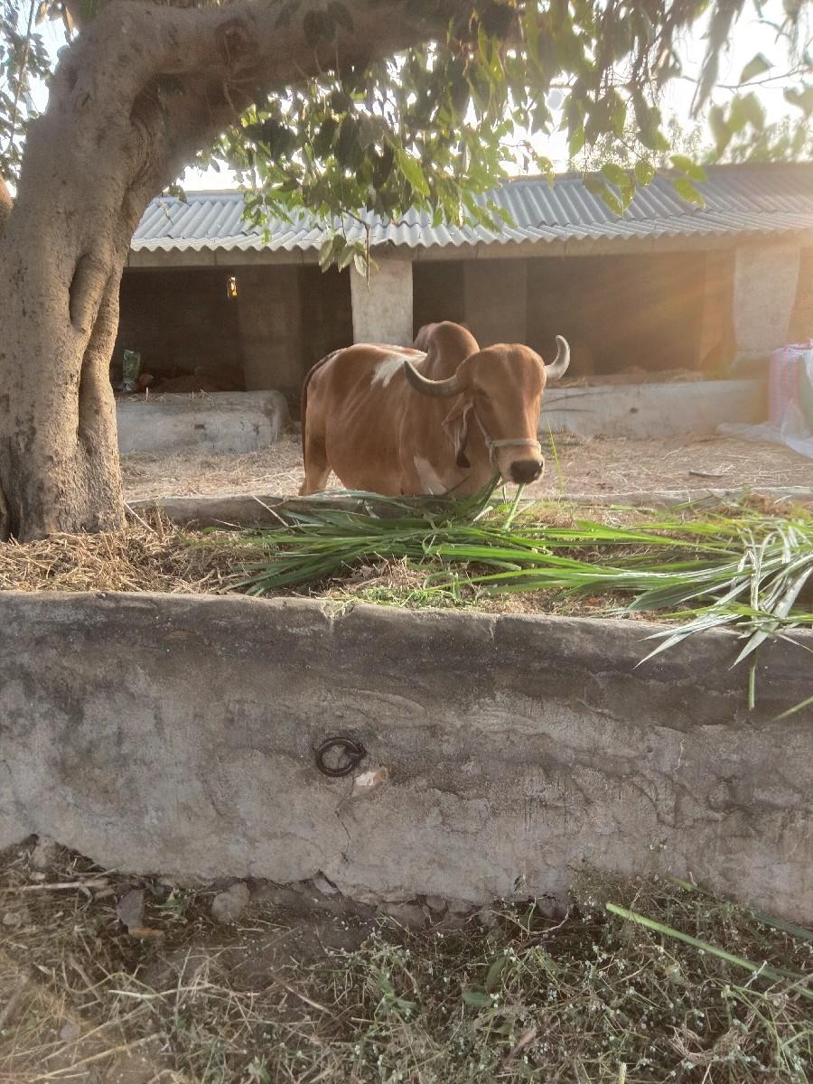 थंबनेल 2