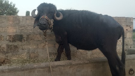 थंबनेल 3