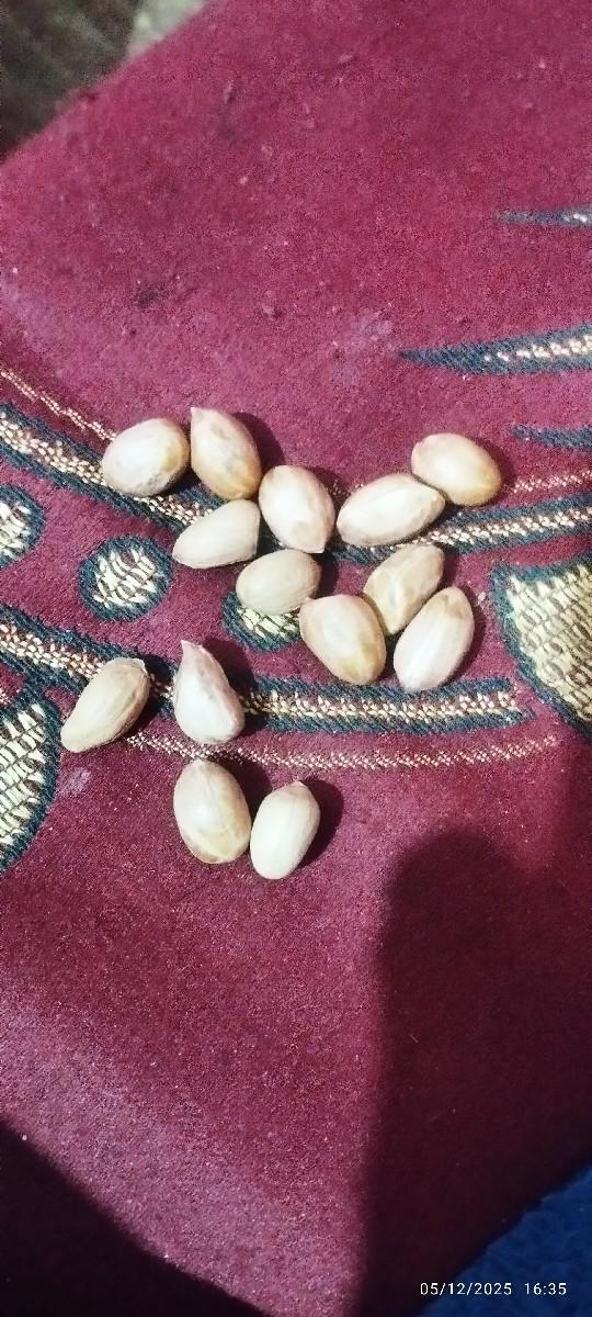 માંડવી બિયારણ માટે ની