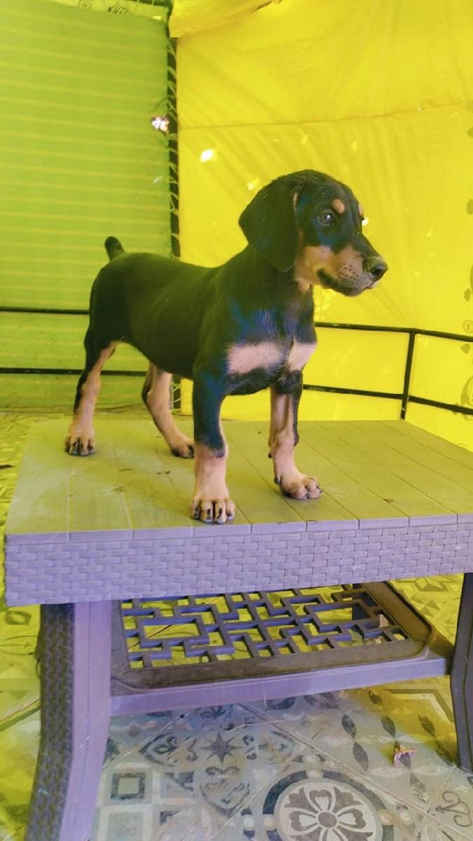 थंबनेल 2