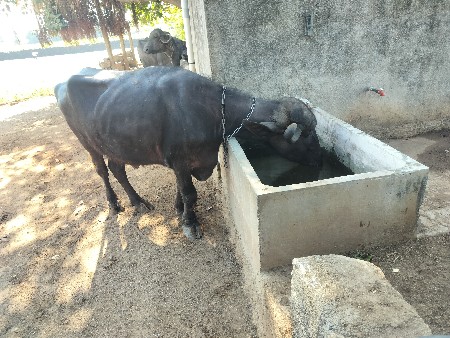 ખળેલી વેચવાની છે