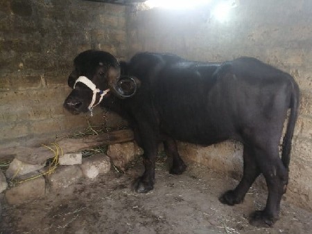 અમિત રાઠોડ