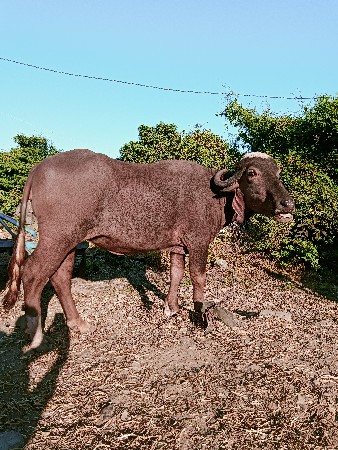 थंबनेल 2