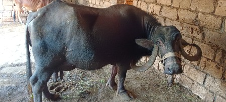 ભેંસ વેચવાની છે