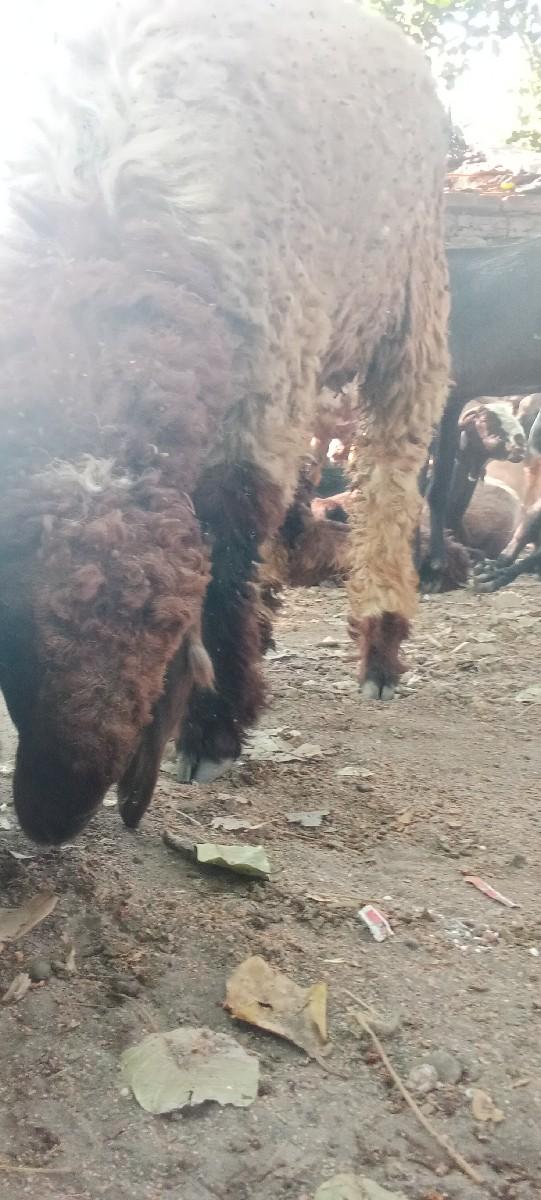 ધેટો‌ વેસવાનોસે