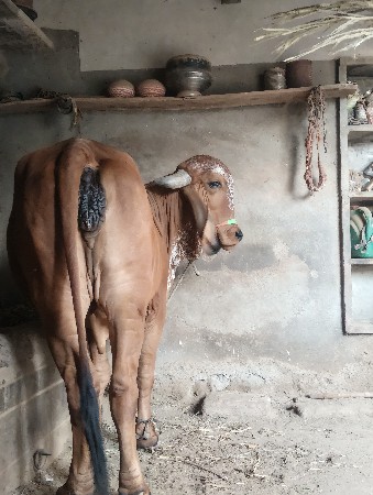 થંબનેલ 3