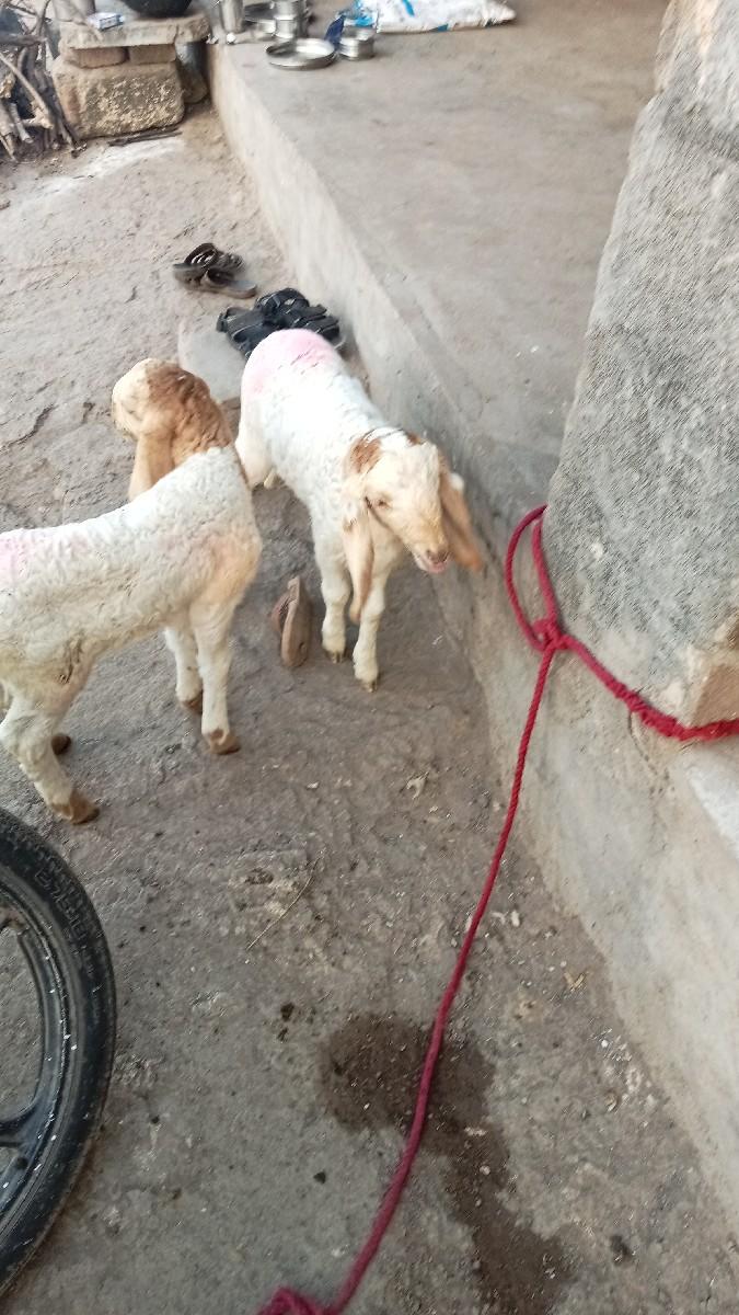 થંબનેલ 2