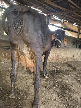 15દિવશ ની વિહાલ નીચે વાચડી