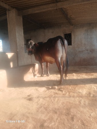 થંબનેલ 3