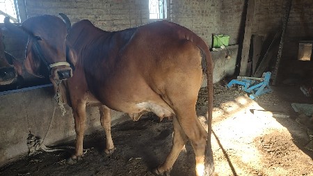 ગાય વેચવાની છે.