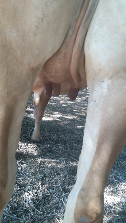 વેચવાની છે