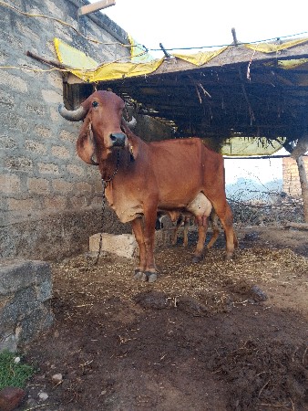 થંબનેલ 2