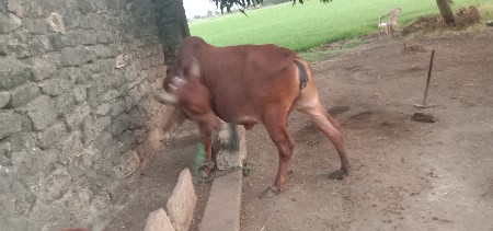 થંબનેલ 3