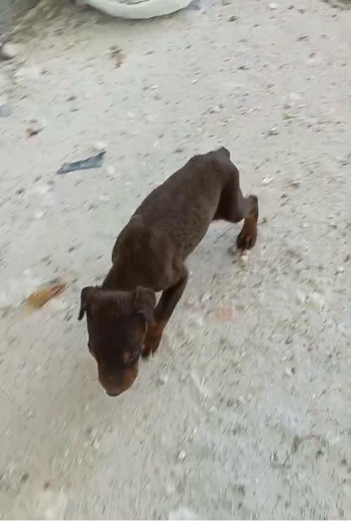 DOBARMEN PUPPY DEVANU CHE 30 days nu