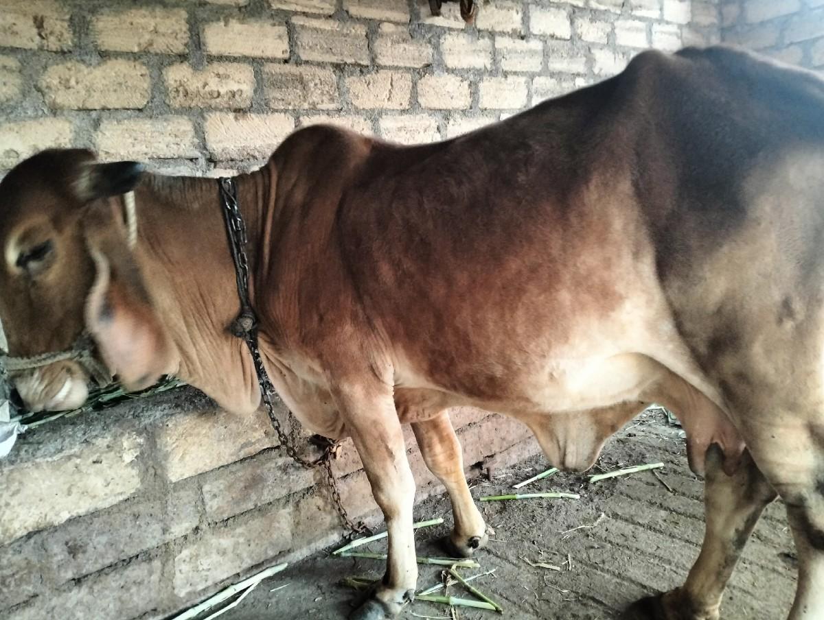 થંબનેલ 3