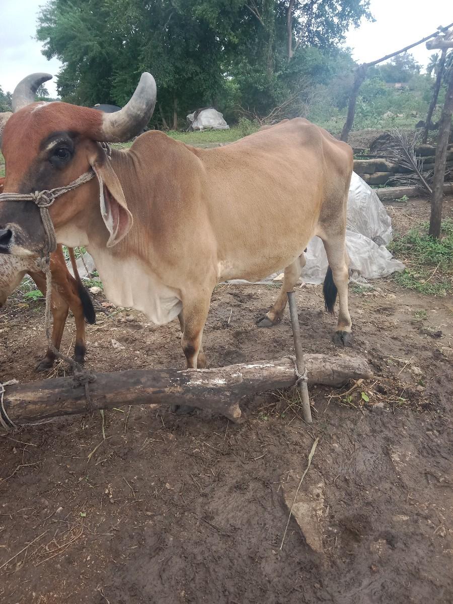 ગાય વેચવાની છે