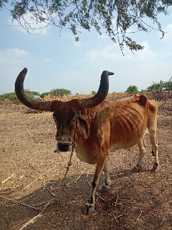 थंबनेल 2