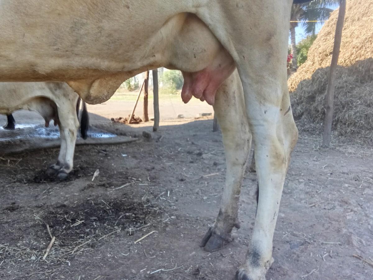 ગાય વેચવાની છે