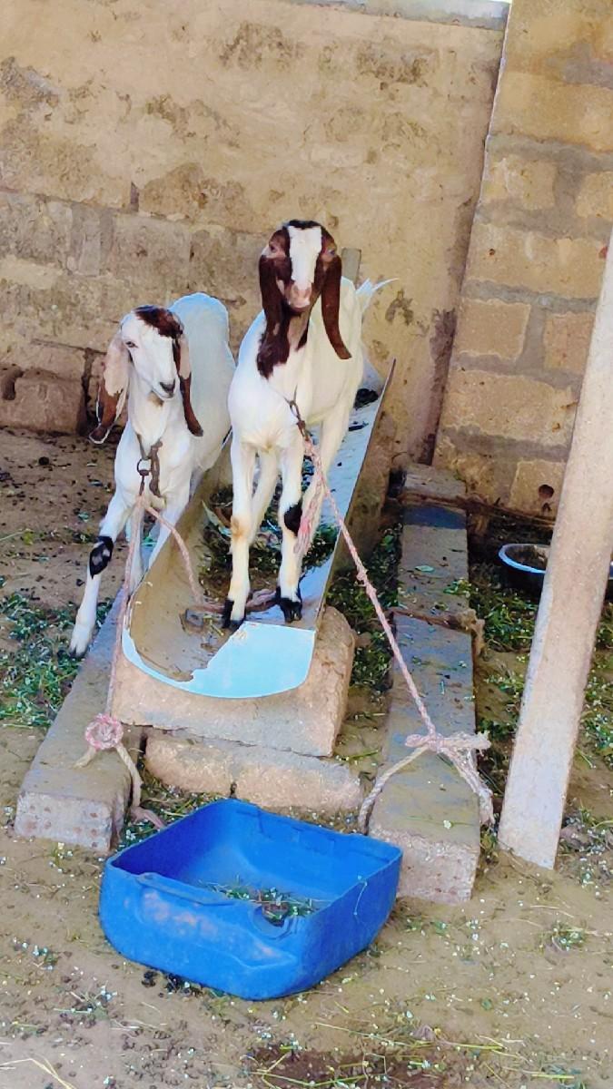 બકરી વેચવાની છે