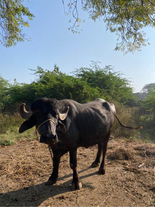 थंबनेल 3