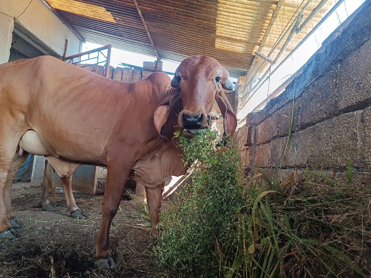 ગીર ગાય વેચવાની છે