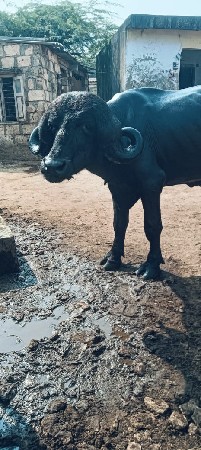 थंबनेल 3