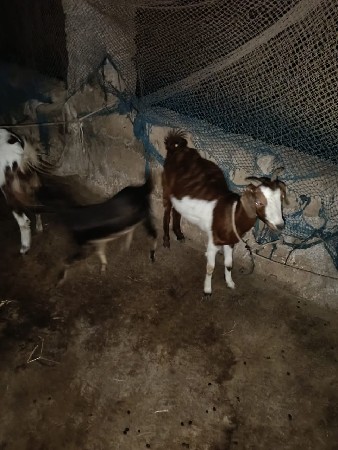 થંબનેલ 3