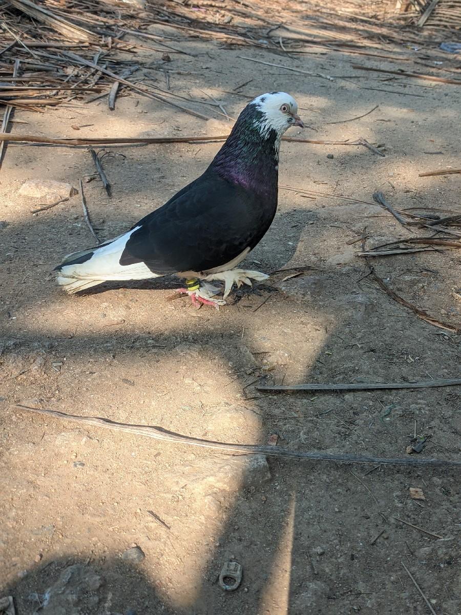 थंबनेल 3