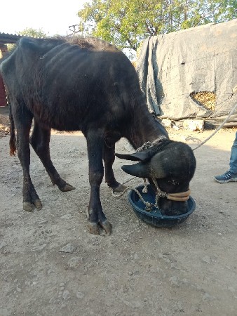 थंबनेल 1