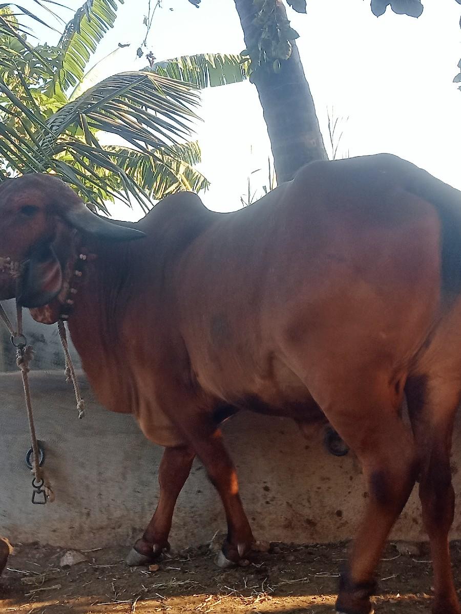 થંબનેલ 2