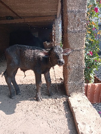 તાજુ વિયાણી ભેંશ વેચાવ છે