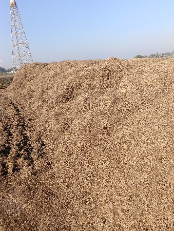 માંડવી ના ભૂકો